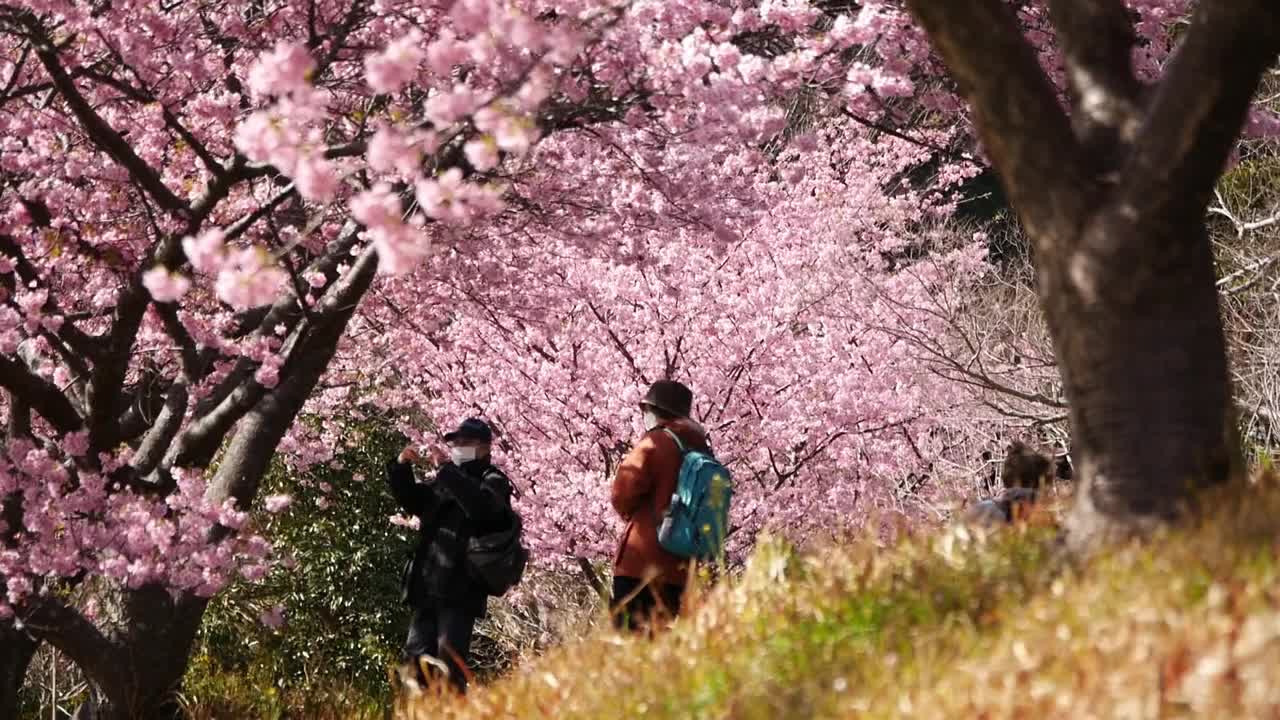 樱花盛开视频素材