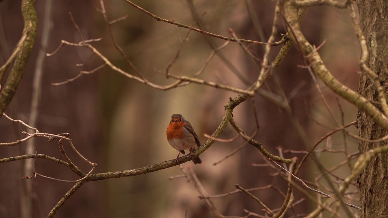 一只坐在森林树枝上的欧洲知更鸟(Erithacus rubecula)视频素材