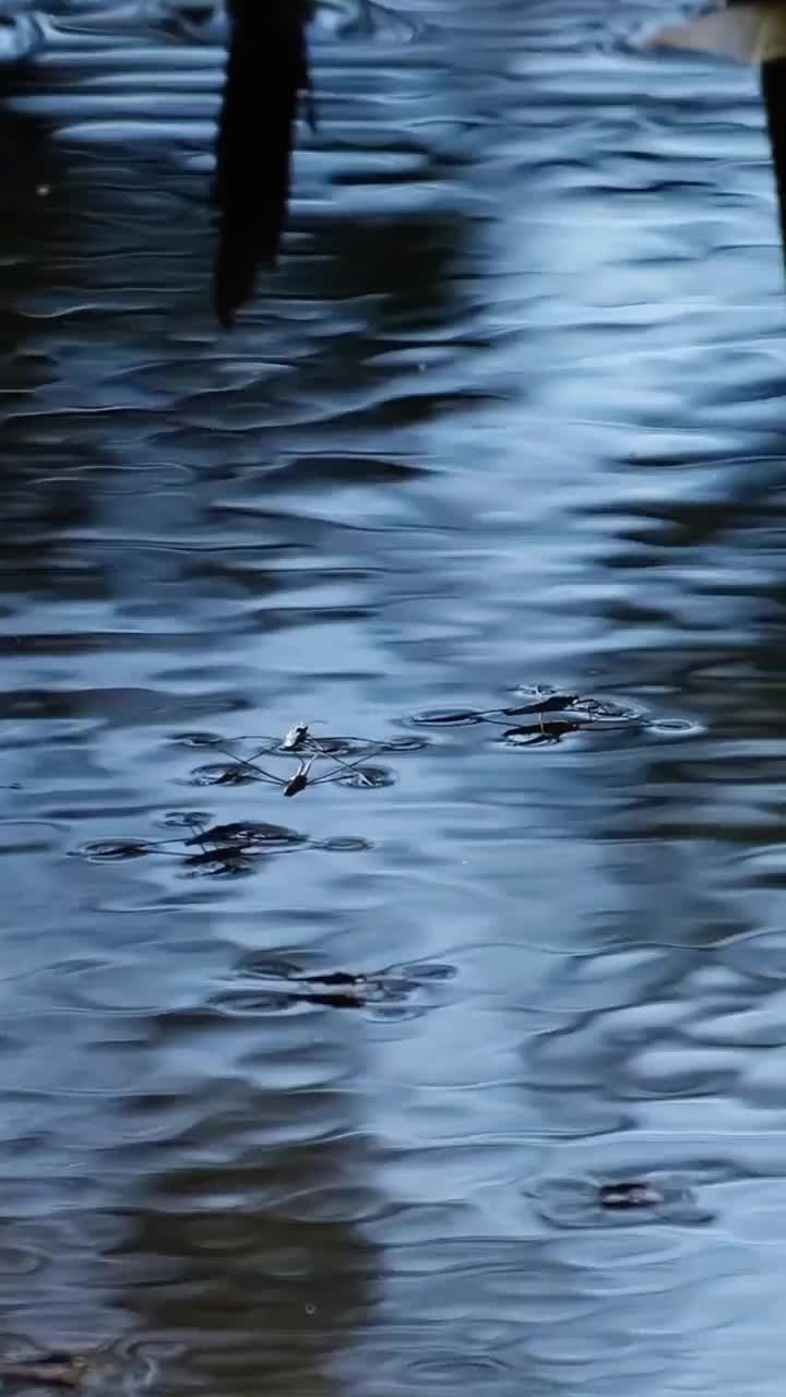 水黾在蓝色的水面上奔跑跳跃视频素材