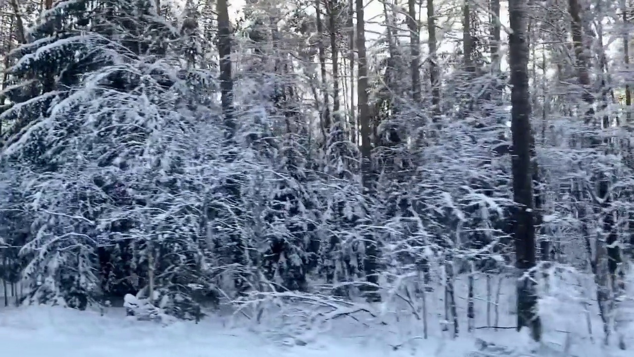 冬天森林里到处都是雪视频下载