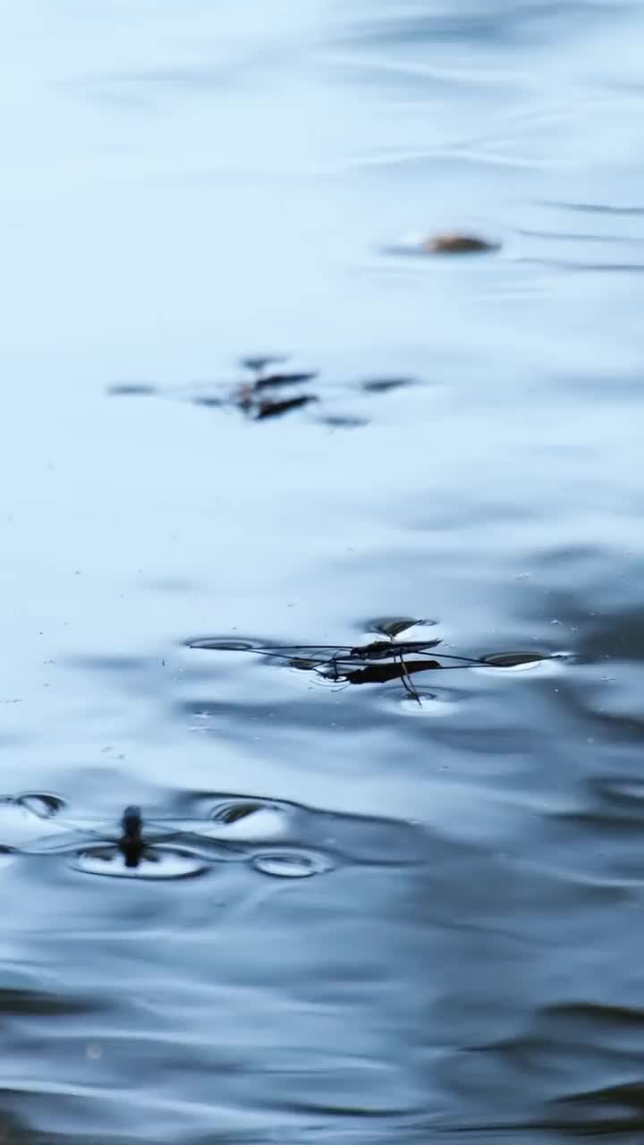 水黾在蓝色的水面上奔跑跳跃视频素材