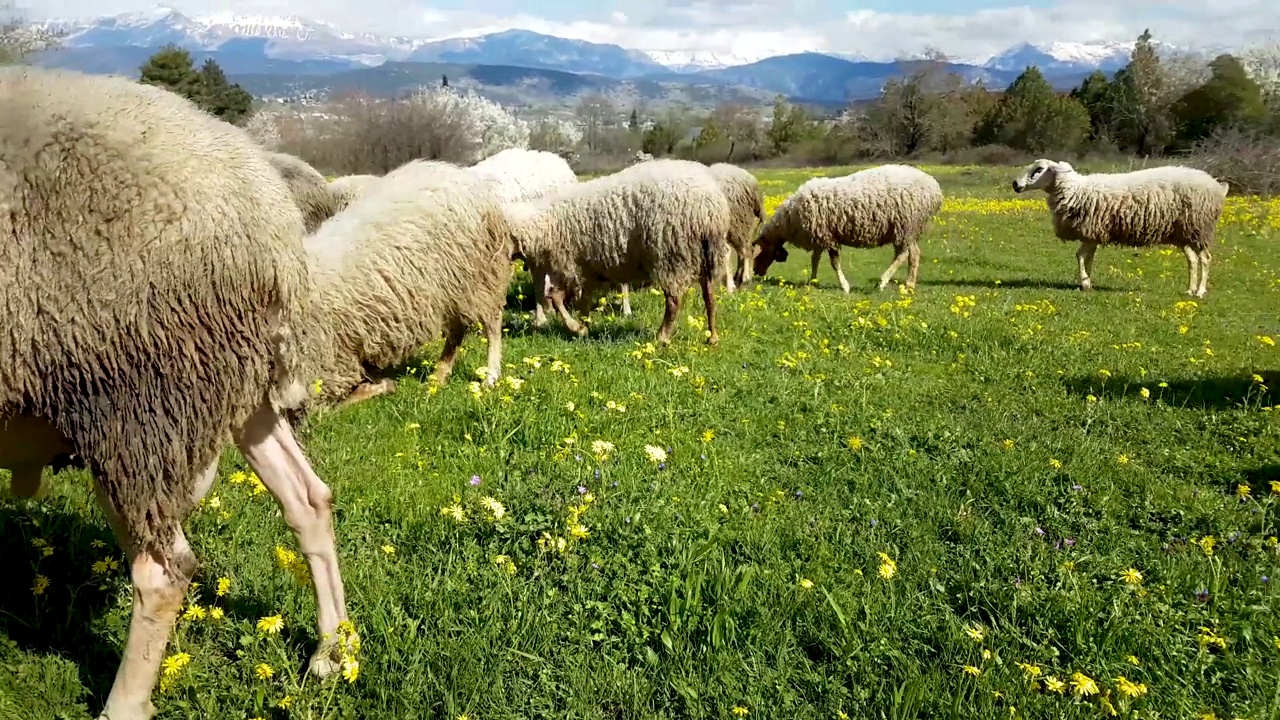 在春天的希腊，绵羊正在吃草和花视频下载