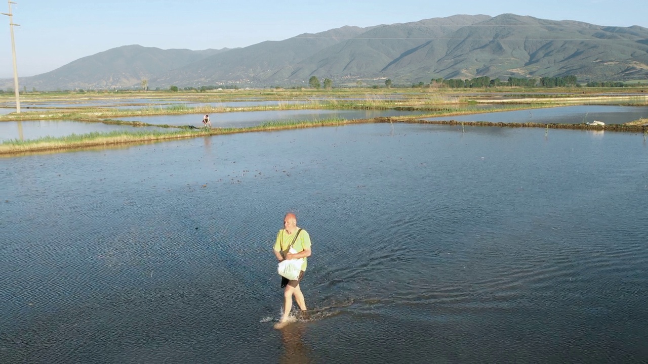 航拍农民投掷，播种水稻种子播种在一个农业农场，慢动作视频素材