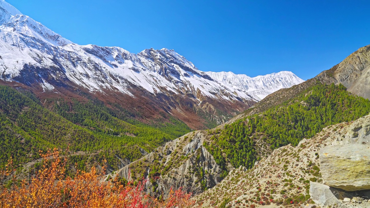 尼泊尔安纳普尔纳山脉的自然景观，雪峰和茂密的树叶视频素材