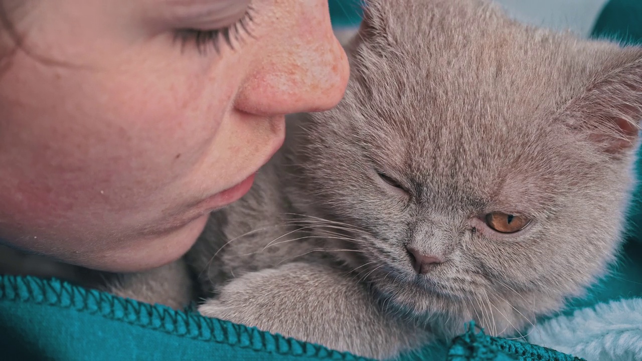 女孩亲吻一只躺在床上的灰色纯种肥皂猫视频素材