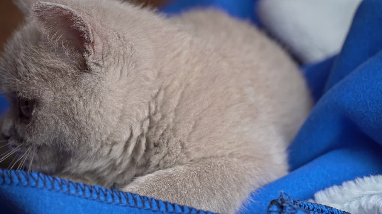 女孩亲吻一只躺在床上的灰色纯种肥皂猫视频素材