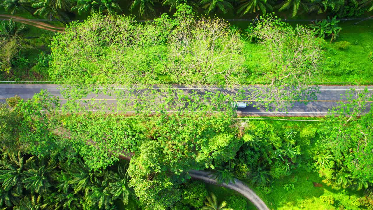 奇异美丽的绿树隧道道路视频素材