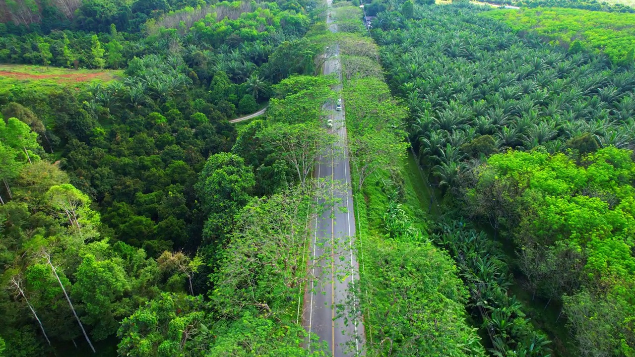 美丽的绿树隧道道路视频素材