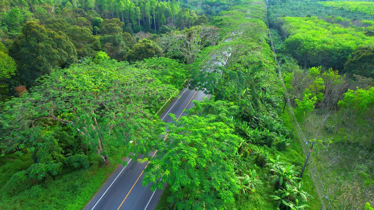 树木隧道道路上的壮丽景色视频素材