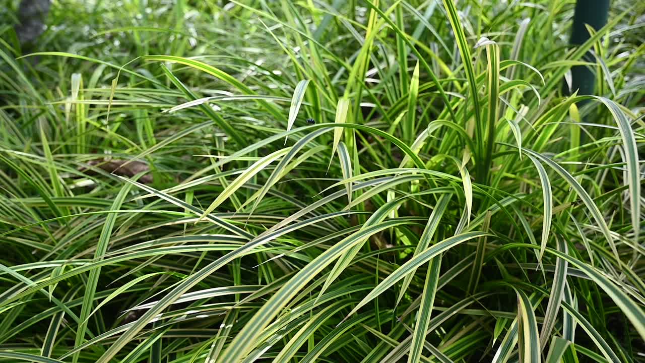 绿色的野草纹理和细节为背景视频素材