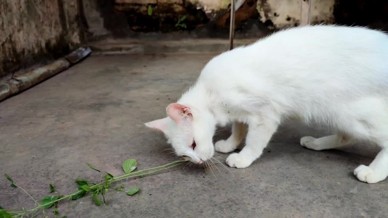 一只白猫正在吃植物的根。视频下载