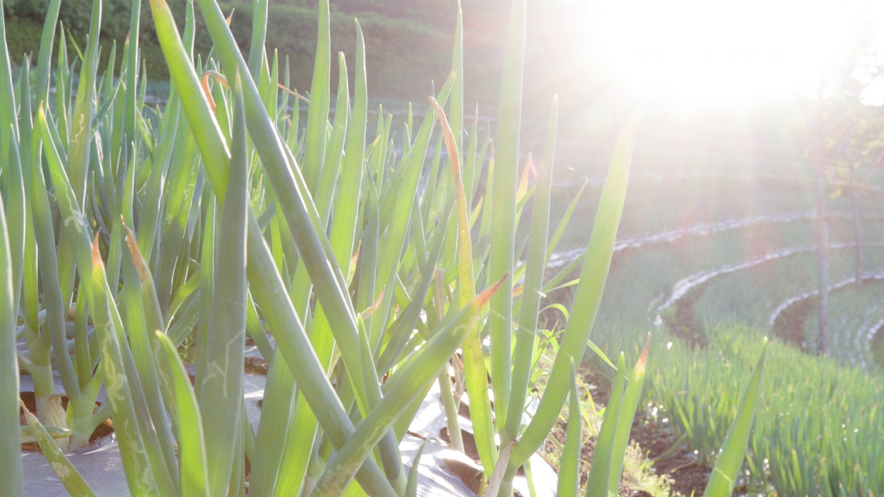 一个阳光明媚的早晨，在地里种植的韭菜(allium fistulosum)视频素材