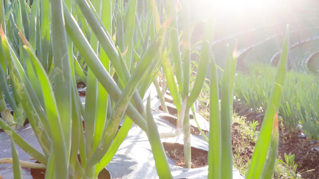 农田韭菜(allium fistulosum)种植在一个阳光明媚的早晨视频素材