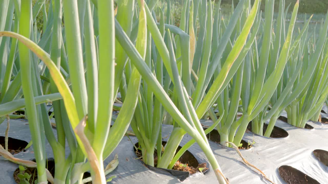 一个阳光明媚的早晨，在地里种植的韭菜(allium fistulosum)视频素材