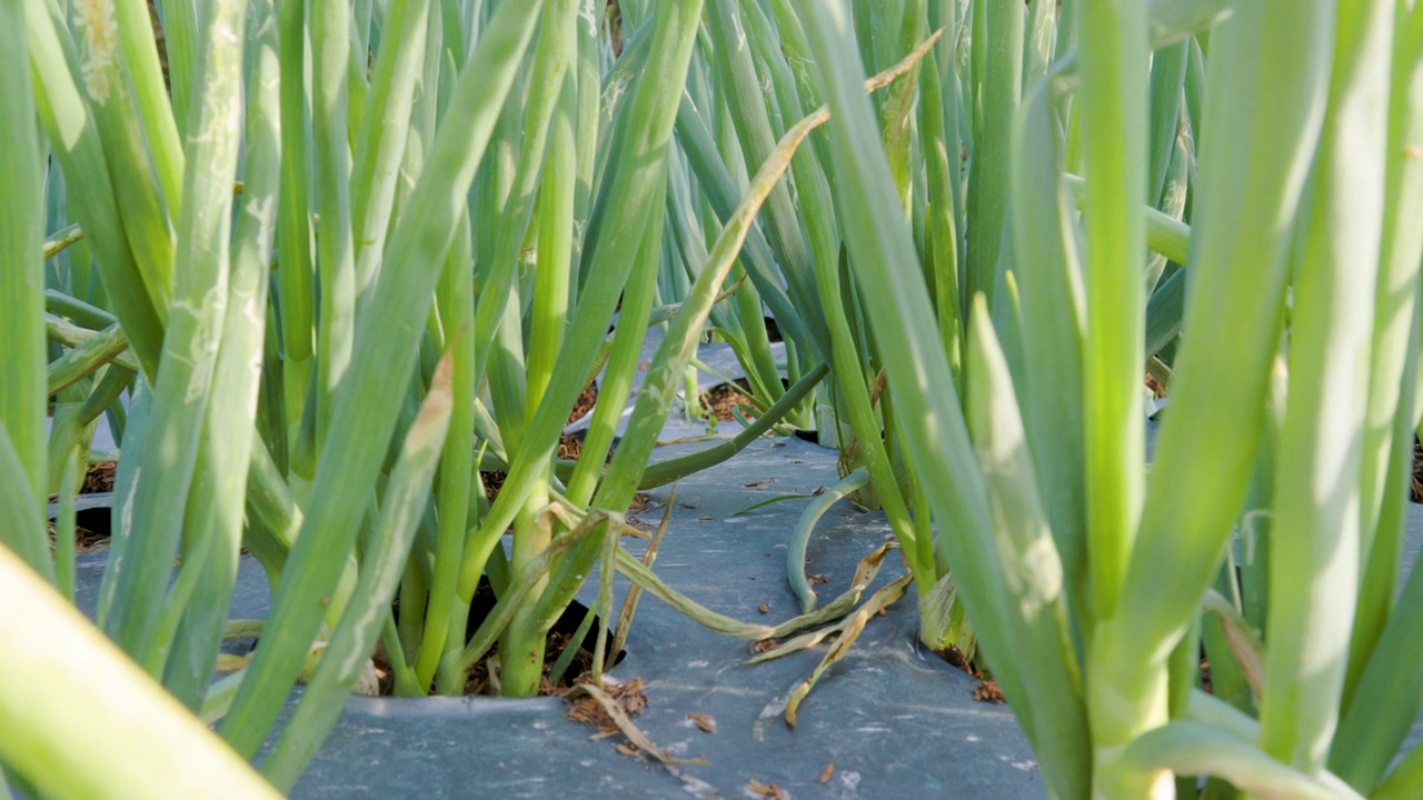 农田韭菜(allium fistulosum)种植在一个阳光明媚的早晨视频素材