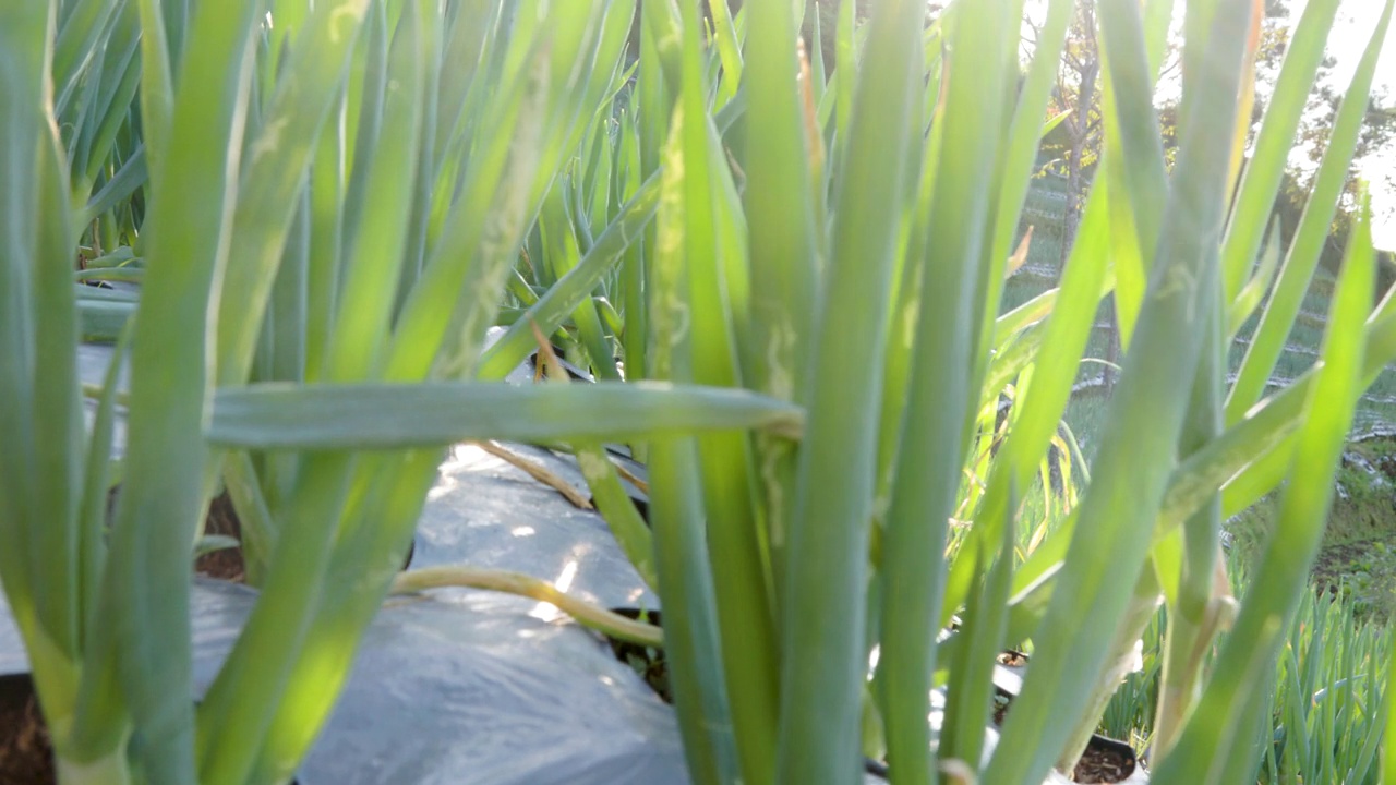 农田韭菜(allium fistulosum)种植在一个阳光明媚的早晨视频素材