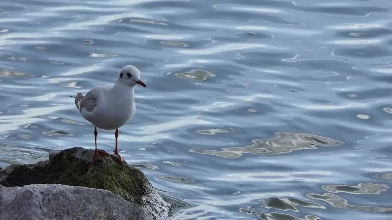 湖边的黑头海鸥视频素材