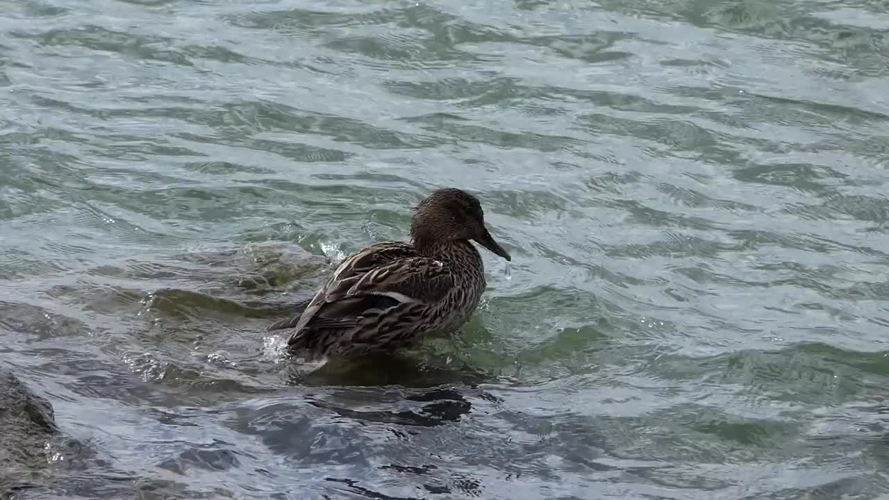 湖中一只绿头鸭视频素材