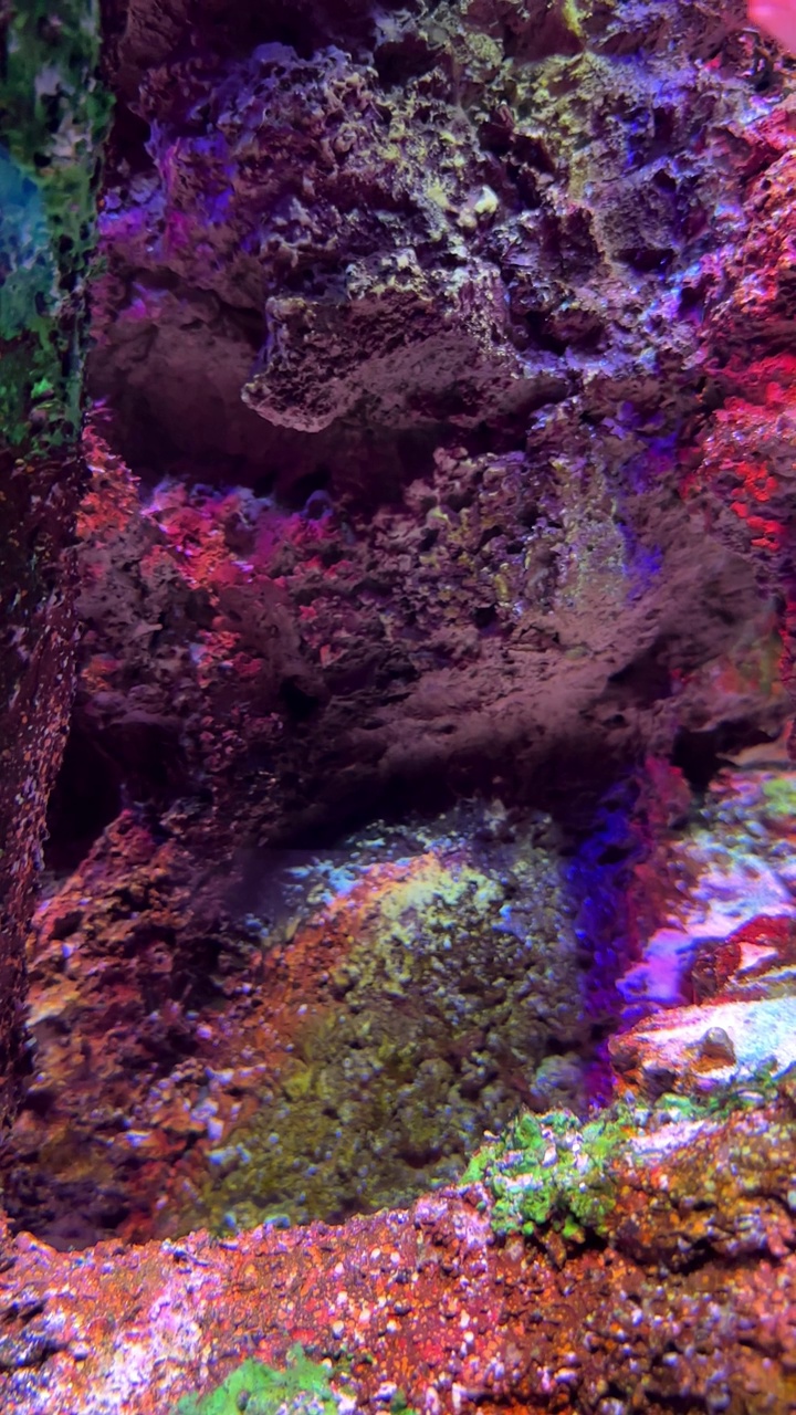 水族箱中的热带鱼视频素材