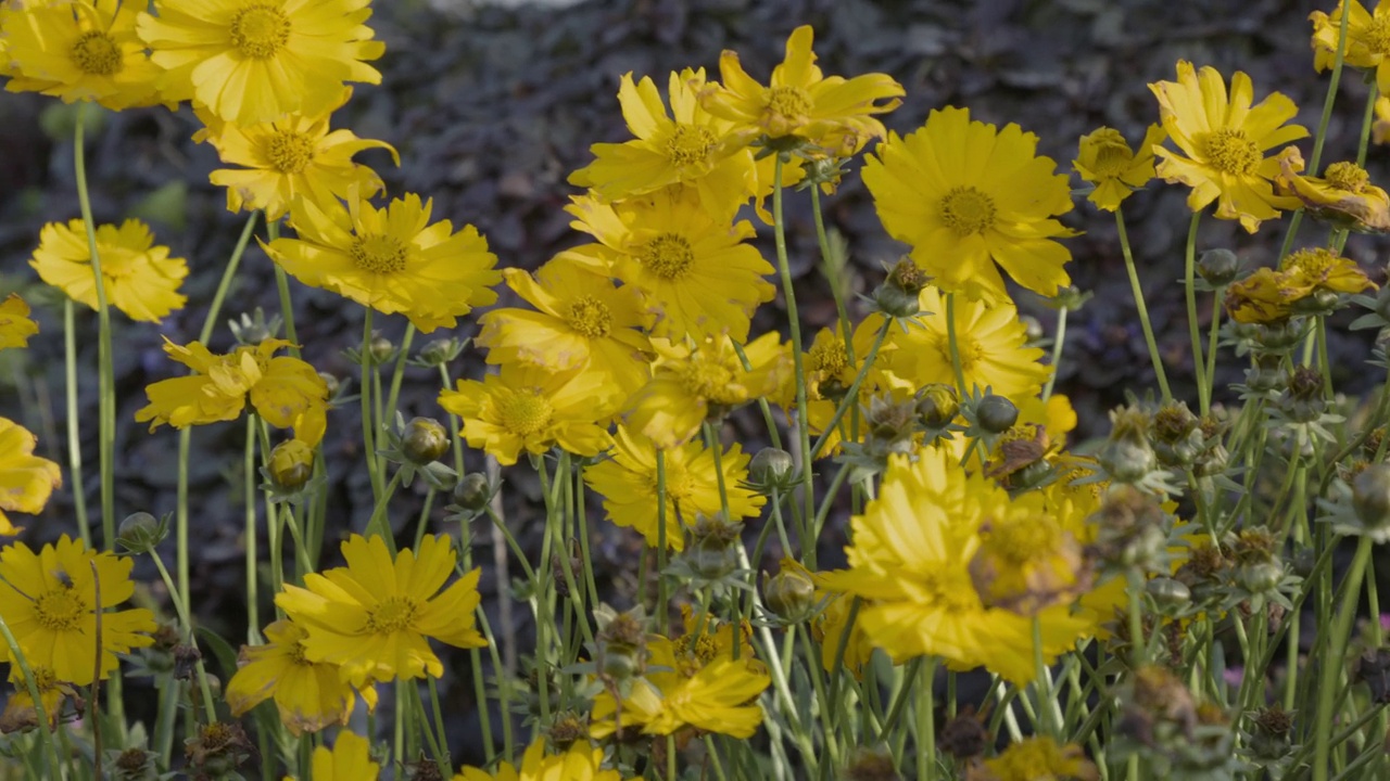 黄色开花的矛叶菖蒲(coreopsis lanceolata)植物，俗称矛叶视频素材