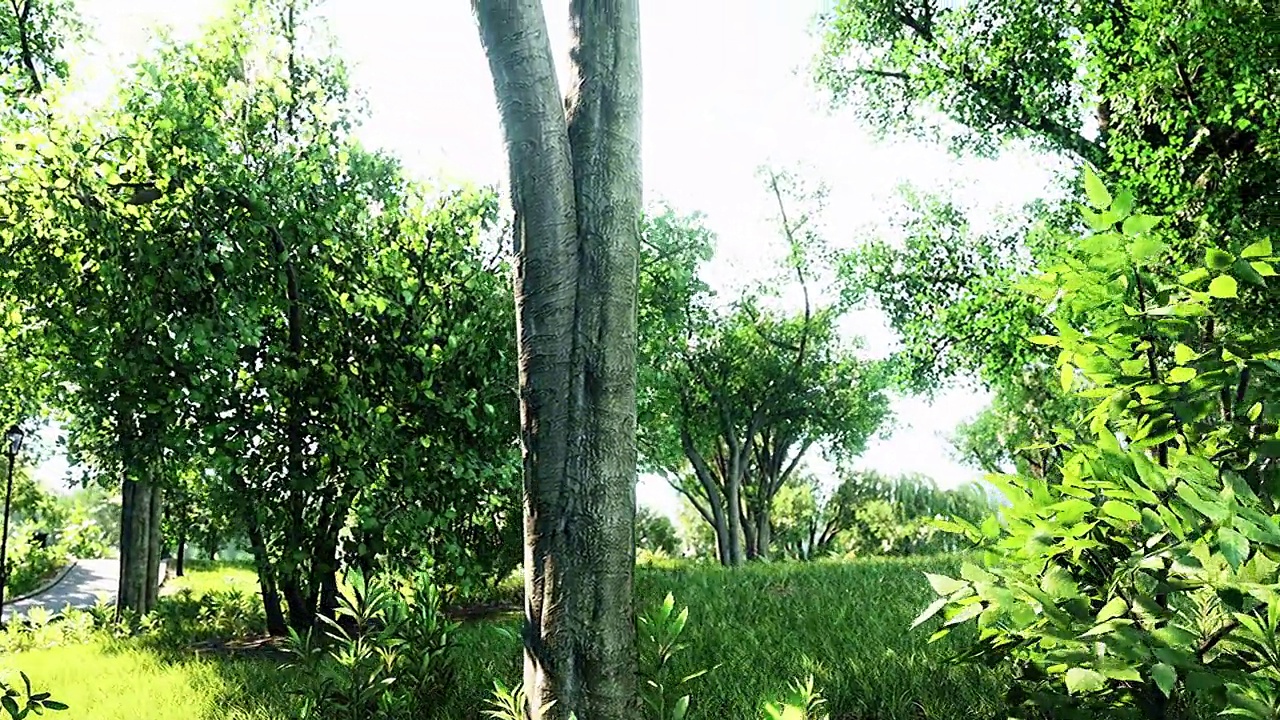 在美丽的夏日公园里，日出的光束视频素材