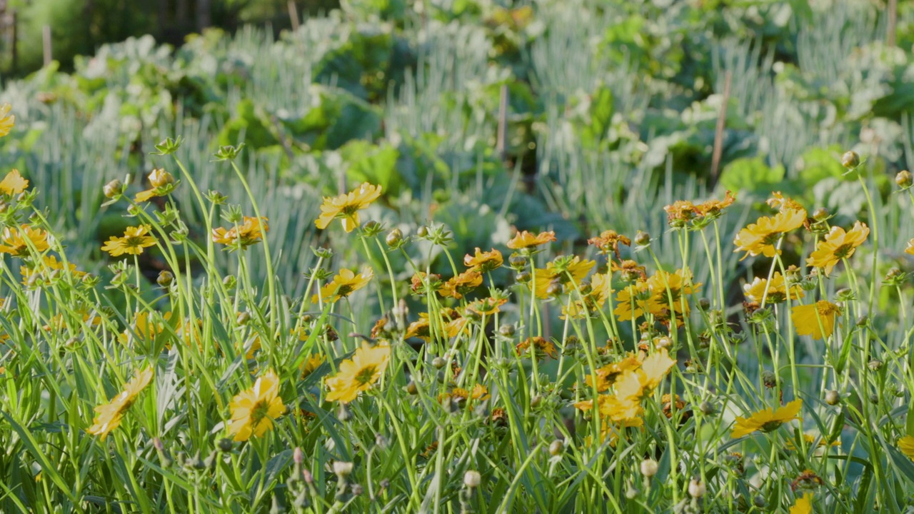 黄色开花的矛叶菖蒲(coreopsis lanceolata)植物，俗称矛叶视频素材