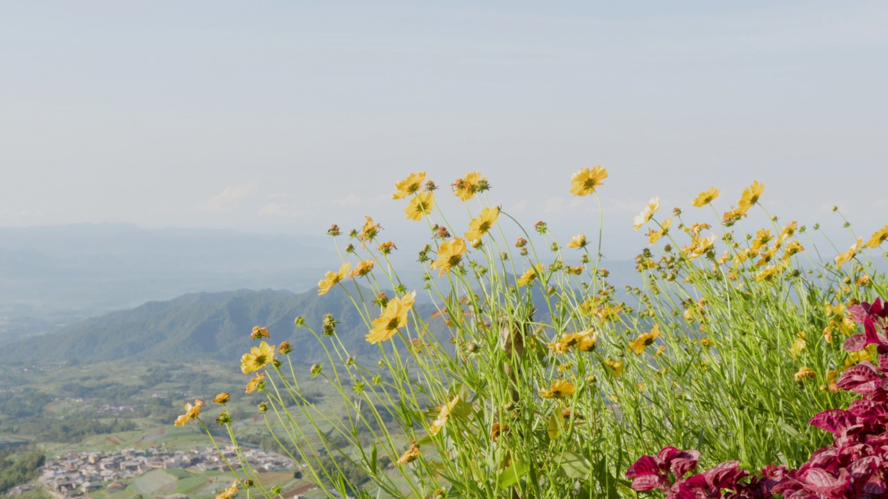 黄色开花的矛叶锦葵(coreopsis lanceolata)植物，俗称锦葵视频素材