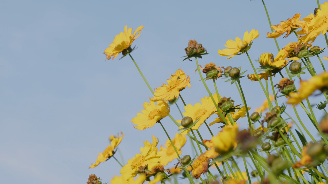 黄色开花的矛叶锦葵(coreopsis lanceolata)植物，俗称锦葵视频素材