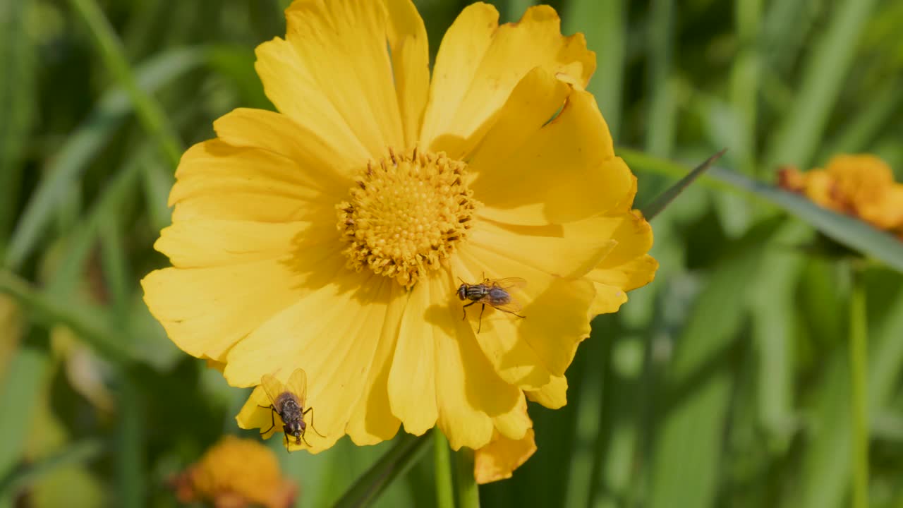 黄色开花的矛叶锦葵(coreopsis lanceolata)植物，俗称锦葵视频素材