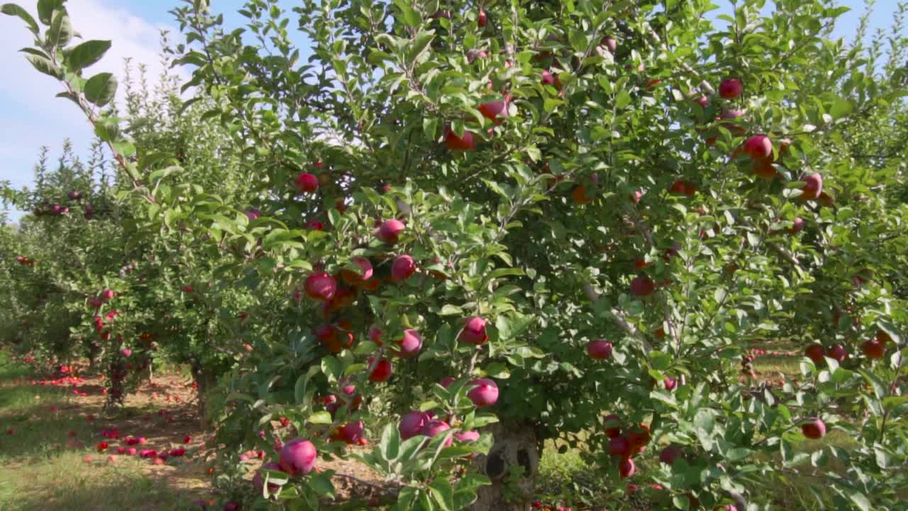 果园里树上的红苹果视频素材