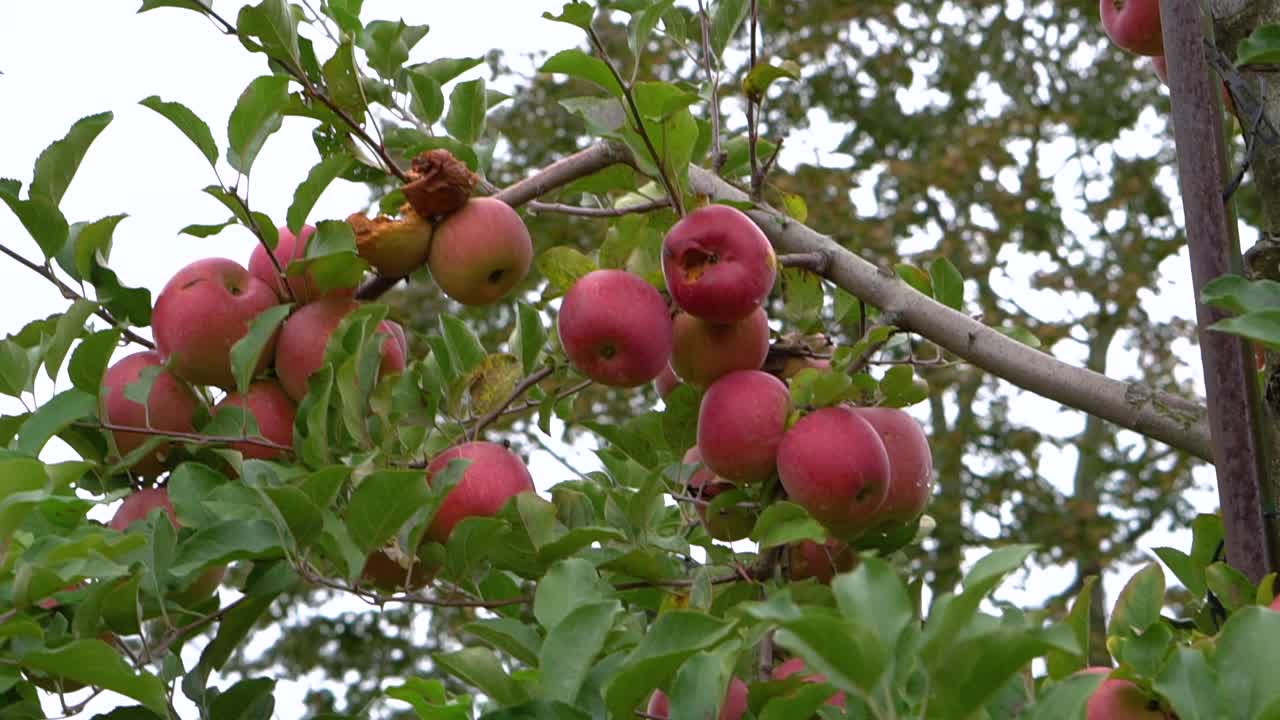 果园里树上的红苹果特写视频素材