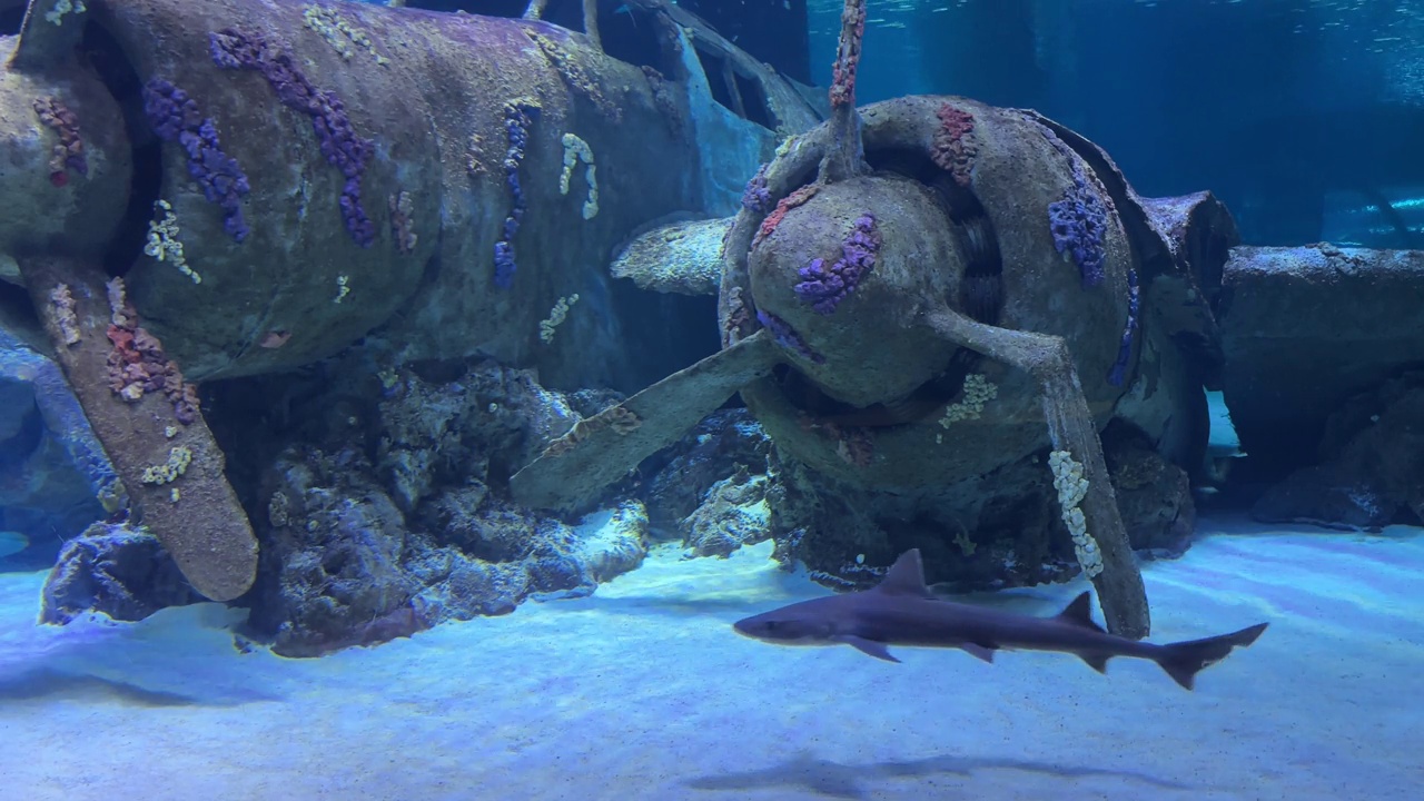 水族箱中的热带鱼视频素材