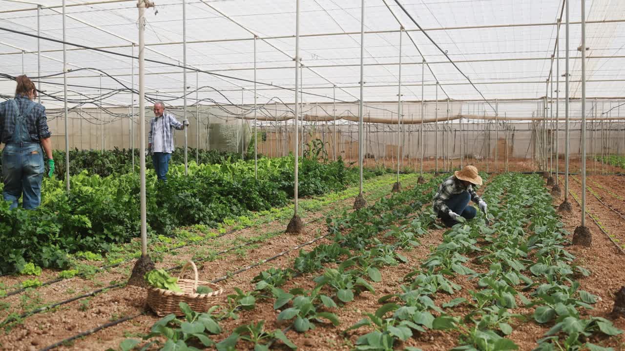 一群人在农场温室里采摘有机甜菜——收获和当地市场的概念视频素材