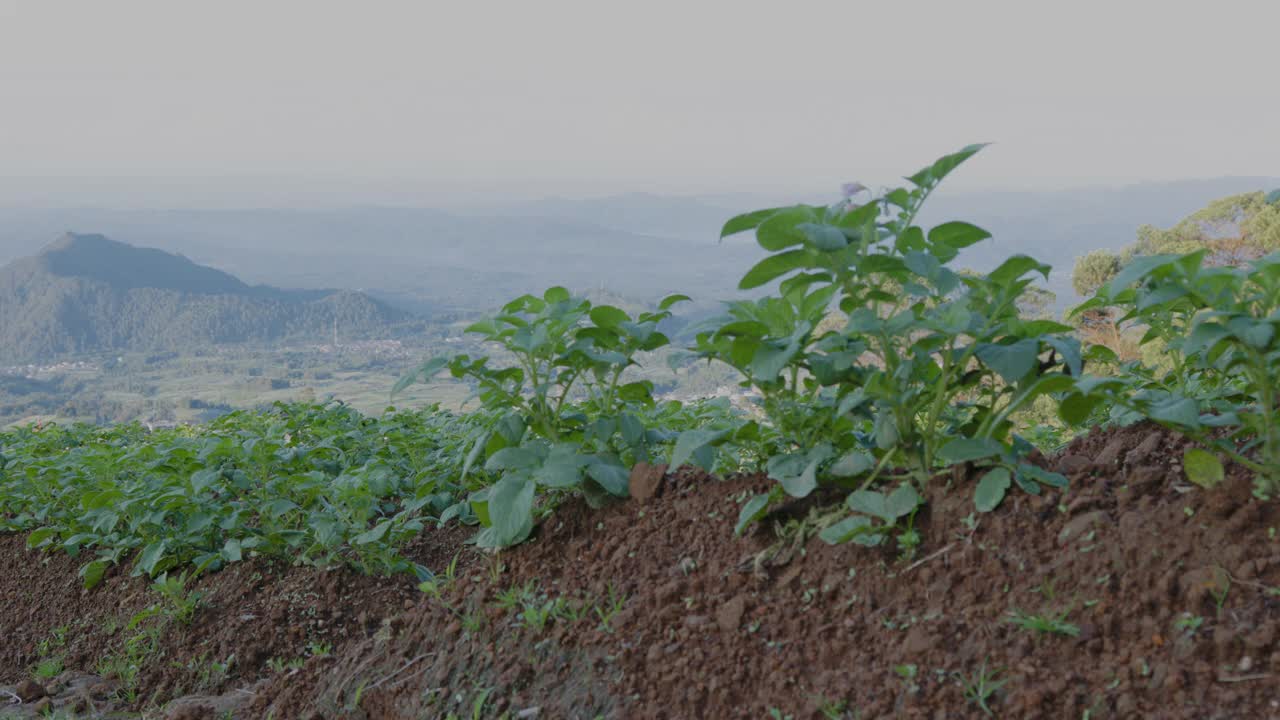 高地有机马铃薯种植的工业观点视频素材