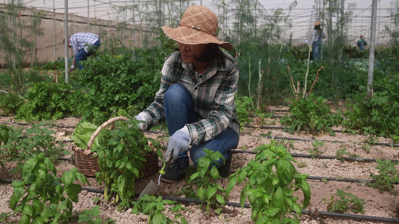 在农场温室内工作的多种族年长的人员，捡有机草药的亚洲妇女，当地食品和可持续的工作理念视频素材