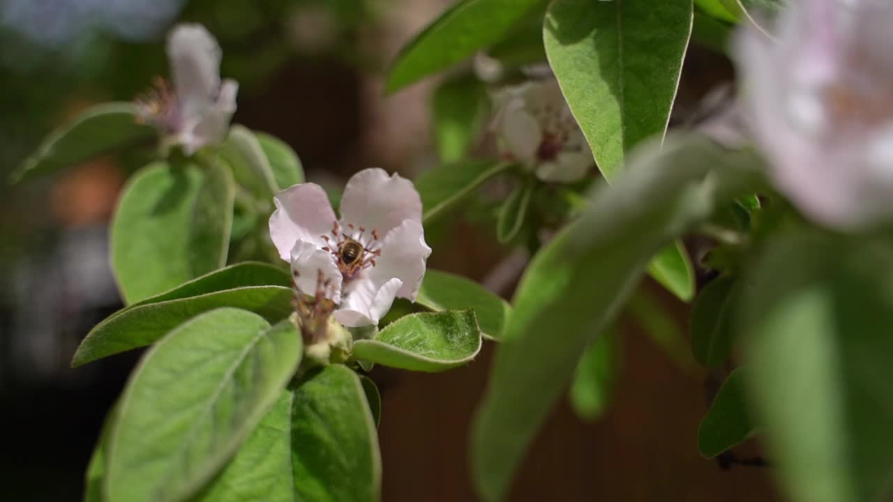 蜜蜂在榅桲花上采集花蜜视频素材