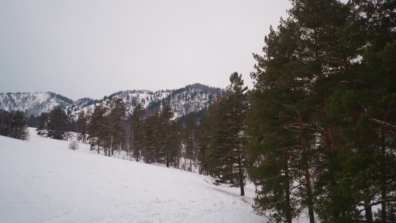 长满绿色树枝的针叶树生长在雪坡上视频素材