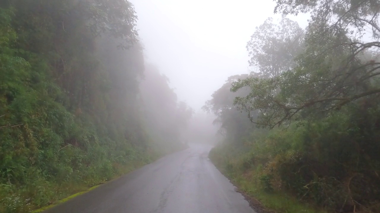 雨天森林柏油路上的浓雾。秋季抑郁情绪视频素材