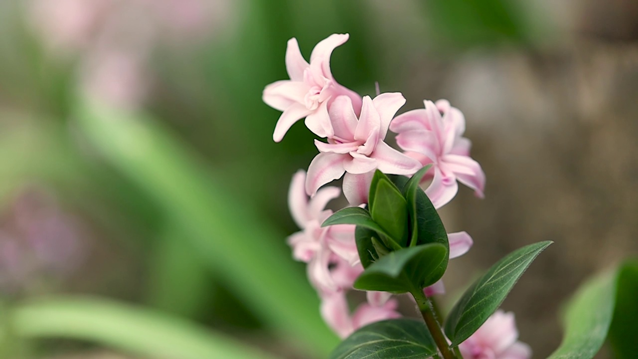 花视频素材