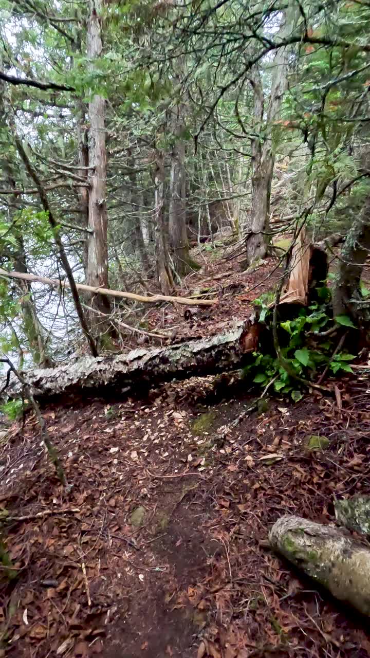 远眺苏必利尔湖的森林林地中遥远的岩石小径视频素材