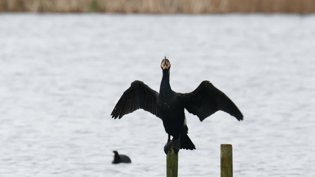 英国兰开夏郡西尔弗代尔附近的雷顿莫斯，大鸬鹚，Phalacrocorax carbo正在晒翅膀。视频素材