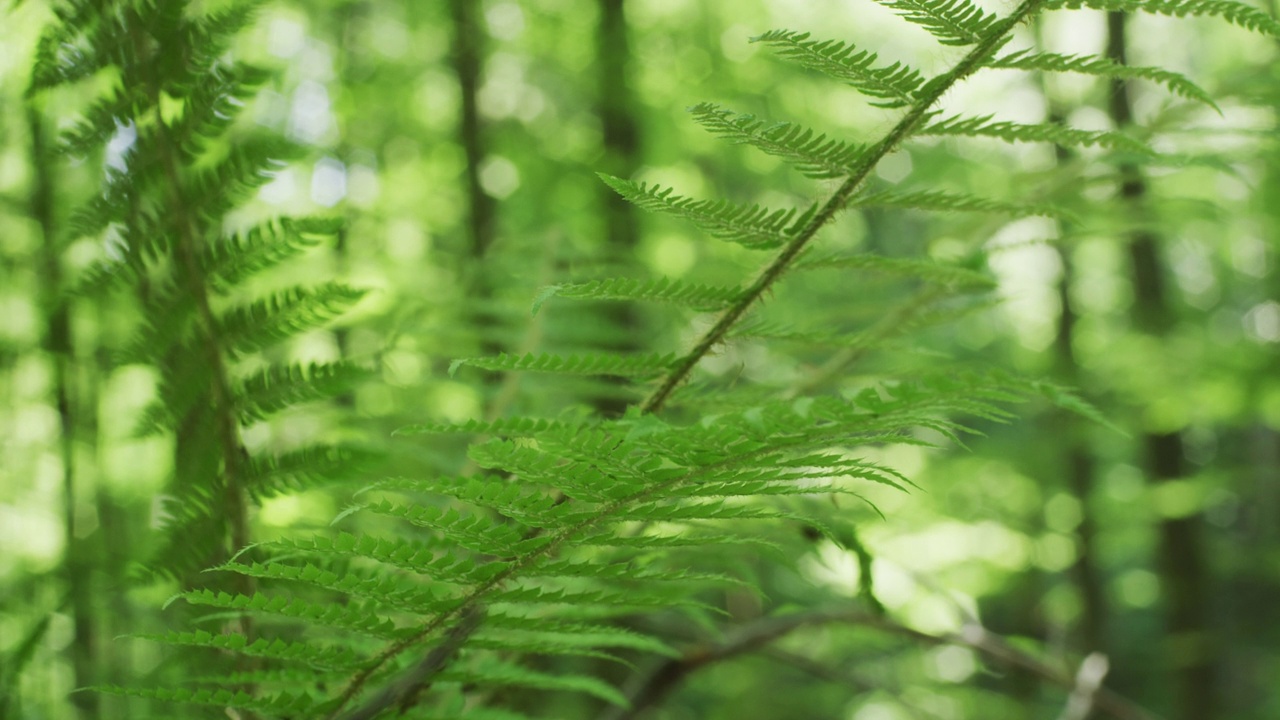 蕨类植物。生物多样性保护和森林管理。视频素材