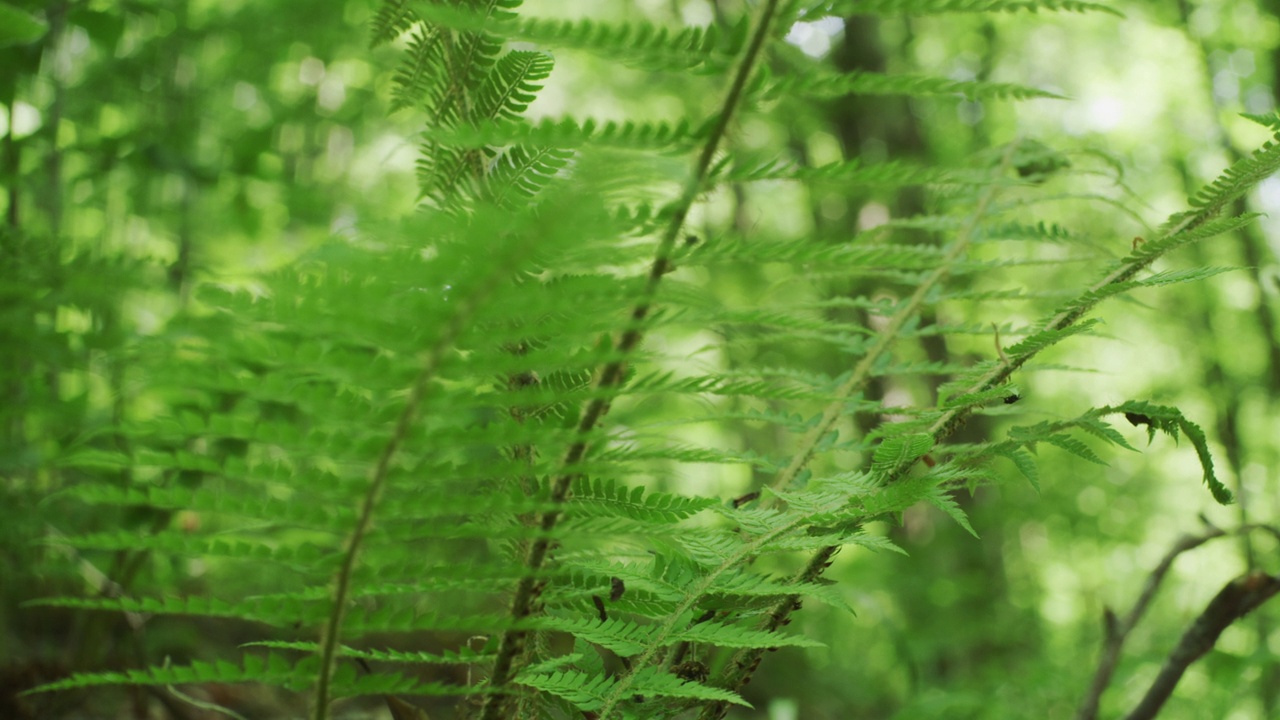 蕨类植物。生物多样性保护和森林管理。视频素材