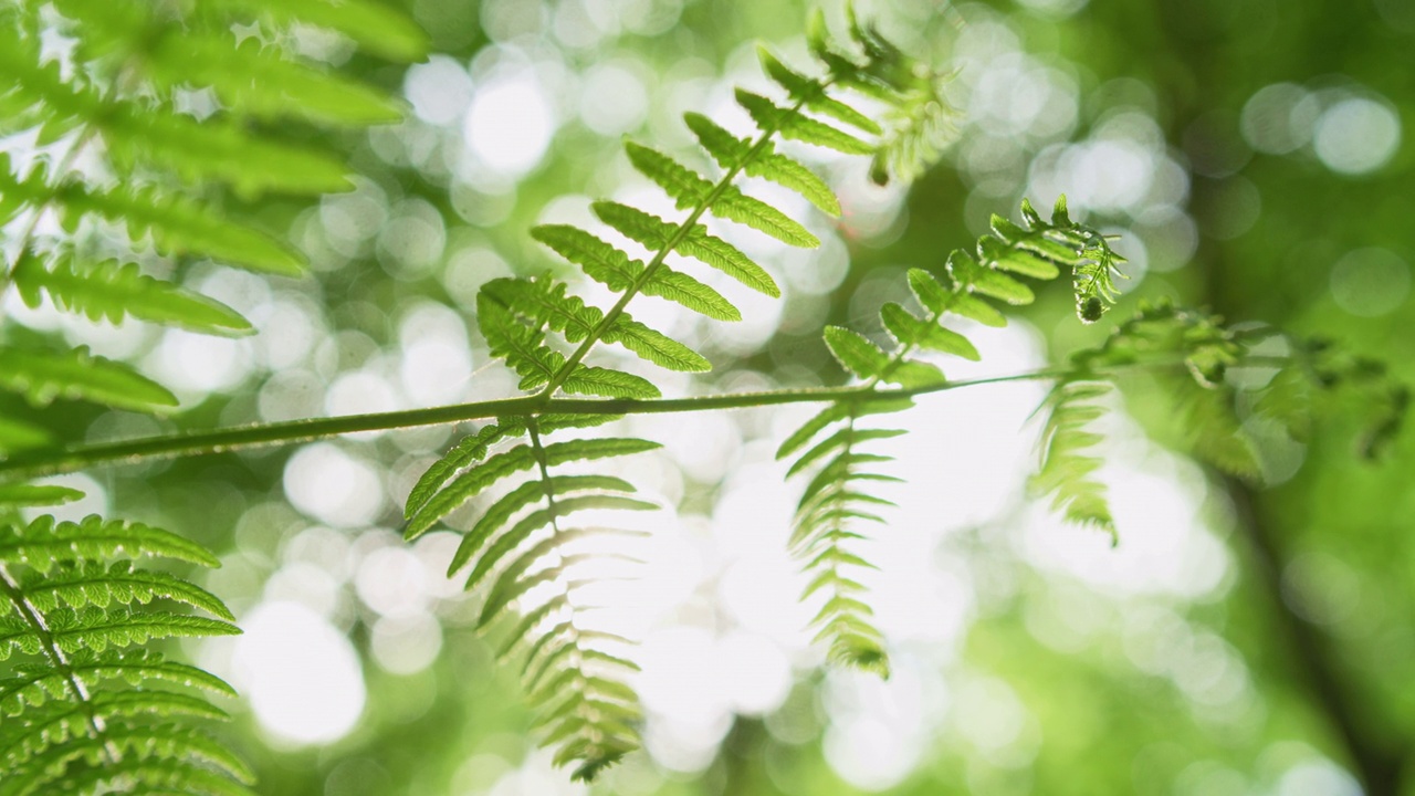 蕨类植物。生物多样性保护和森林管理。视频素材