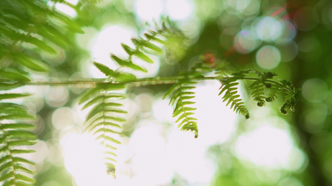 蕨类植物。生物多样性保护和森林管理。视频素材