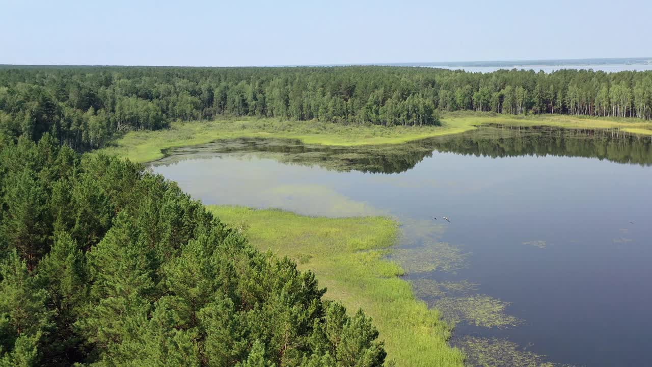 鄂毕水库岸边附近卡拉坎斯基松林森林沼泽湖的航拍视频。视频素材