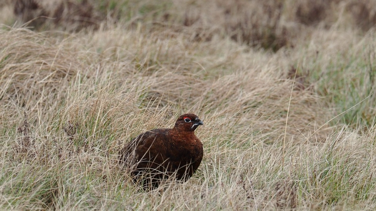 一只雄性红松鸡(Lagopus Lagopus scotica)在英国约克郡Ilkley的Ilkley Moor上。视频素材