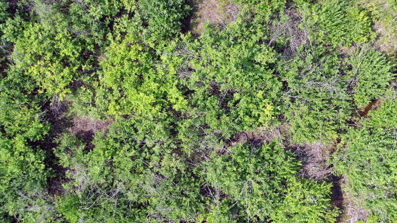 鄂毕水库岸边附近卡拉坎斯基松林森林沼泽湖的航拍视频。视频素材