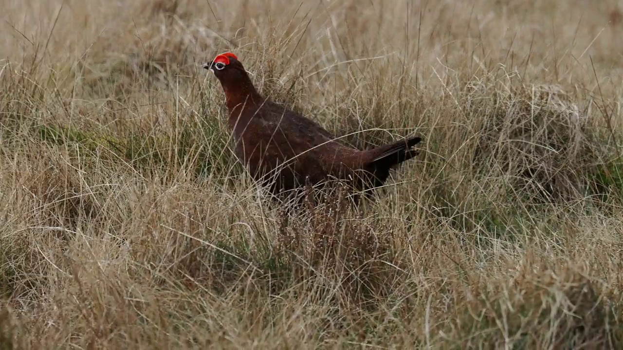 一只雄性红松鸡(Lagopus Lagopus scotica)在英国约克郡伊克利荒原上视频素材