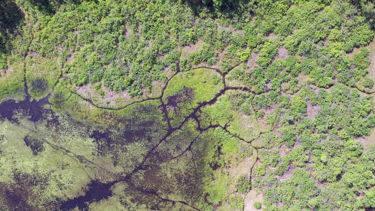 鄂毕水库岸边附近卡拉坎斯基松林森林沼泽湖的航拍视频。视频素材